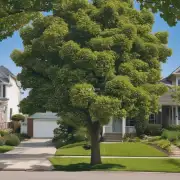 哪些类型的树木在门头沟生长最好？