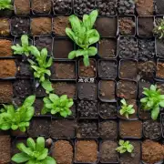 什么是最好的土壤类型和肥料组合来帮助枸子生长健康呢？