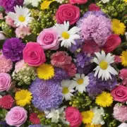 哪些花卉可以作为礼物送到医院或家中给病人看护？