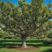 使用哪种方法可以为富贵树提供营养物质？