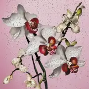 怎样才能使斑点兰花开出更多的花朵来？