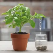这种植物需要多少水分才能正常生长？