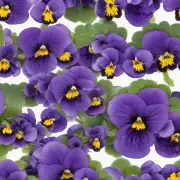 问题二：为什么有些紫罗兰会比其他种类早几天或者晚几天开花呢？