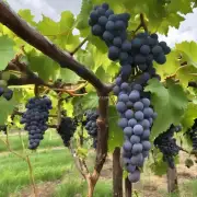 葡萄种植在什么环境下最好？