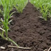 如果发现雀梅使用的是不合适的土壤会导致哪些后果？