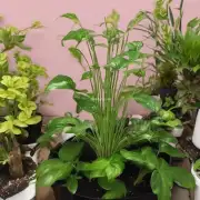 哪些植物在低光照条件下仍能生长良好？