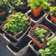 如何给植物提供足够的阳光、水分和其他营养物质以保持它们健康成长并茁壮生长？