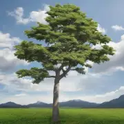 你想了解哪些类型的树木适合生长在这样的土地上？