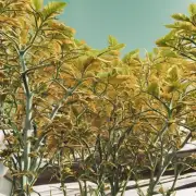 如果植物失去了叶绿素而变成棕色或黄色怎么办呢？