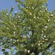 鹅掌柿树一般寿命是多少年？这棵树会持续产生新的叶子直到什么时候才停止繁殖能力？