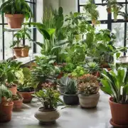 哪些是常见的室内装饰植物?