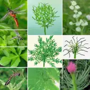 蚊子喜欢哪些植物？它们通常在哪里生长？