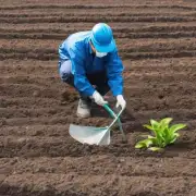 如何为芦荟提供最佳肥料以促进其生长和发育？