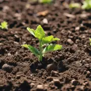 答案最好在春季或秋季进行种植这是因为这些季节温度适宜土壤湿度适中且阳光充足如果你选择在其他时间种植那么需要注意及时浇水和施肥以保持植物健康生长？