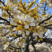 银杏树开花时有哪些特征和迹象表明它即将进入季节性休眠期（如叶子变黄）?