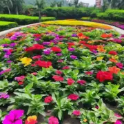 在海南省内可以种哪些花卉？有哪些适合生长在这里的地方和气候条件呢？