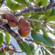 银杏树如何适应极端温度变化并保持健康状态？