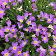 为什么有些紫背万年青会开白色或粉色花朵而另一些则不发芽？