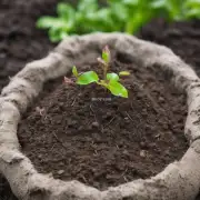 你觉得什么类型的土壤对叶仙人的生长最佳？
