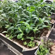 这种植物需要什么样的环境来生长得更好吗？