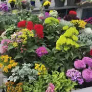 这里指的是什么植物或花朵呢？