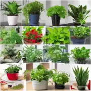 哪些植物容易在室内养护得当且适合放在办公室或家庭中种植？