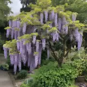 Is there any special technique or method when pruning my wisteria plant?