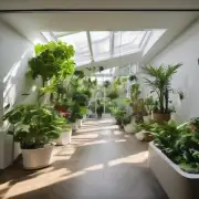 如何使用光照条件最大限度地提高室内花园的效果和美观性？