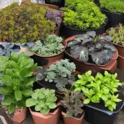 什么类型的植物最适合在大型容器中生长？