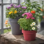如何选择合适的容器来栽种米兰花？