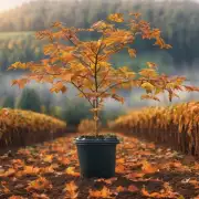 秋天是种植哪些作物的最佳时机？