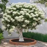 白蜡树可以用于哪些类型的植物进行嫁接？