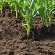 如何保持土壤湿润并防止过度浇灌导致根部腐烂呢？