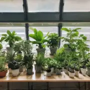 您知道哪种植物最适合在室内养护吗？