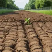 如何确定所选土壤是否适合金钱兜生长？