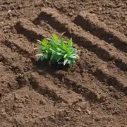 四季桂是否需要特殊的土壤或气候条件来生长良好？