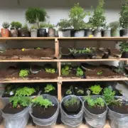 如何选择合适的盆和土壤来种植你的绿色宝贝们？