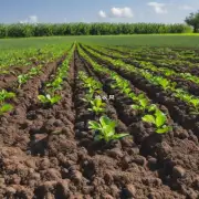 有哪些因素会影响施肥的效果并需要考虑在内如土壤类型气候条件等？