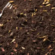 什么样的土壤最适合用于种植雀梅？
