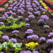 哪些类型的肥料对月季生长最有益？