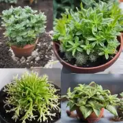 这些小型植物有哪些特点以及它们对光照、水分和其他条件的要求是什么？