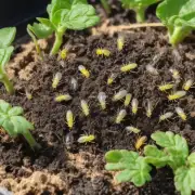 为什么要使用特定类型的土壤来种植鸟巢蕨呢？