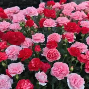 为什么康乃馨也被称为“情人节的红玫瑰”呢？