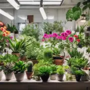 如果您想在家里栽种一些植物或花卉来装饰房间和增加氧气含量那么哪些品种是比较合适的选择？