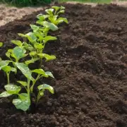 为什么需要关注到不同的土壤类型对于植物来说是如此重要呢？