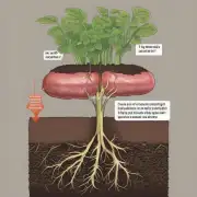一些专家建议使用有机肥料来促进根系生长。但是这并不是每个情况都适用的方法。所以要如何选择正确的方法以确保您的多肉植物能够得到充分滋养并茁壮成长呢？