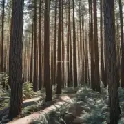 为什么松树被认为是一种重要的森林资源？
