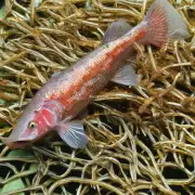 为什么草金鱼在养殖中更易于养活？