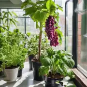有哪些常见的室内种植物？