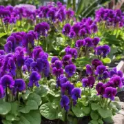 什么是最佳土壤类型和pH值来栽种紫罗兰植物呢？